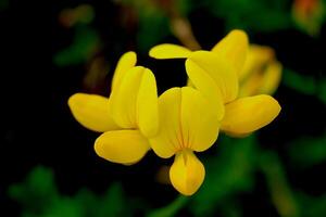 Several yellow flowers. Flora summer background. photo