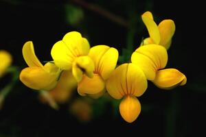 Several yellow flowers. Flora summer background. photo