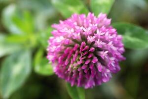 Lush purple flower blooming from the center. Botanic summer background. photo