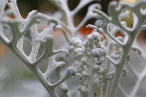 Silver Dust Dusty Miller Maritima. Blooming petals sprouts. photo