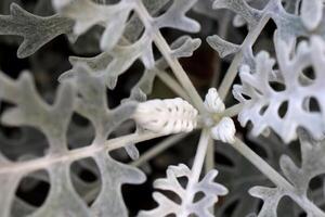 Silver Dust Dusty Miller Maritima. Blooming Petals Sprouts. Macro Closeup. photo