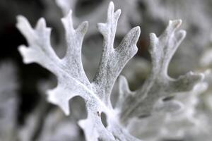 Silver Dust Dusty Miller Maritima. Blooming Leaf Macro Closeup. photo
