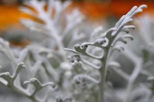 Silver Dust Dusty Miller Maritima. Blooming petals sprouts. photo