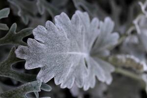 Silver Dust Dusty Miller Maritima. Leaf Macro Closeup. Top View. photo