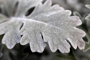 Silver Dust Dusty Miller Leaf Macro Closeup photo
