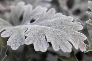 Silver Dust Dusty Miller Maritima. Leaf Macro Closeup. photo