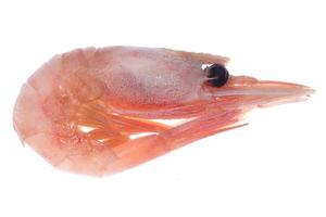 Isolated boiled shrimp. Cooked prawn snack. photo