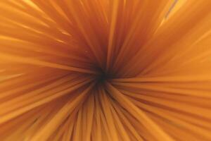 Pasta filling background. Spaghetti bunch texture. Macaroni backdrop. photo