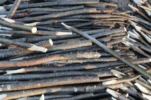 Lot pointed branches. Many wood stakes filling background. photo