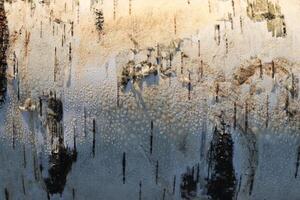 Sunny side birch bark background. Birch bark texture. photo
