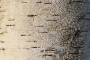 Birch bark texture. Sunny side birch bark background. photo
