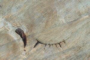 Wood saw cut background. Wooden fibers texture. photo