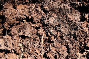 Ground background. Loose soil texture. Dirt backdrop. photo