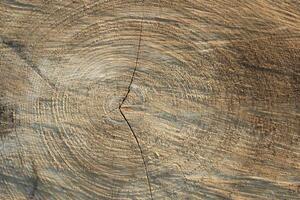 Wood saw cut background. Wooden stump fibers texture. photo