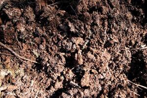 Loose soil texture. Dirt backdrop. Ground background. photo
