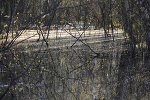 Boggy pond with sun lights. Forest nature background. photo