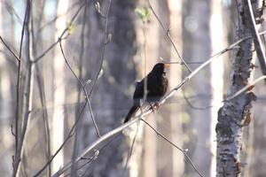 Black bird sitting on slim branch in the forest. photo