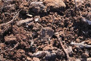 Ground background. Loose soil texture. Dirt backdrop. photo