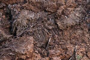 Ground background. Loose soil texture. Dirt backdrop. photo