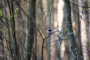 Bird sitting on slim branch in the forest. photo