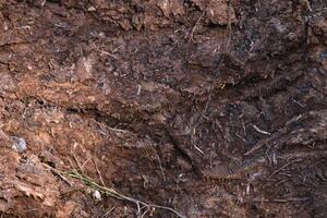 Dirt backdrop. Ground background. Loose soil texture. photo