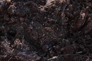 Loose soil texture. Dirt backdrop. Ground background. photo