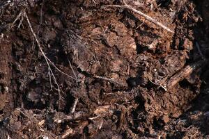 Ground background. Loose soil texture. Dirt backdrop. photo