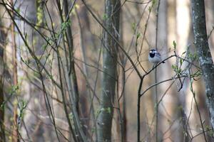Bird sitting on slim branch in the forest. photo