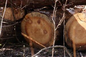 The logs are stacked together in a clearing in the woods. photo