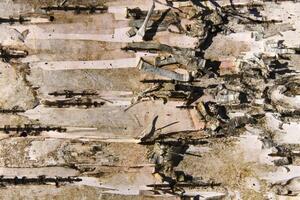 White wood background. Birch trunk bark texture. photo