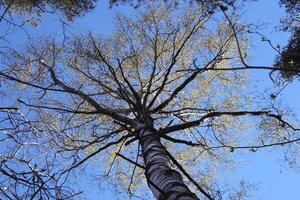 A birch tree with an extensive crown of branches stands in the middle of the forest photo