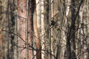 Bird in forest sitting on little branch and looking back photo