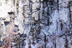 White wood background. Birch trunk bark texture. photo