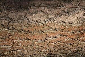 Forest filling background. Tree trunk bark texture. photo