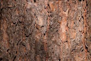 Forest filling background. Tree trunk bark texture. photo