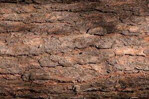 Forest filling background. Tree trunk bark texture. photo