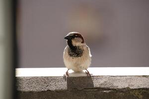 A sparrow sits on the balcony and looks at the camera photo