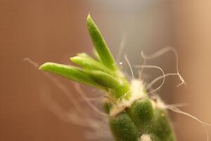 Hairy cactus tip. Macro closeup. Blurred background. photo