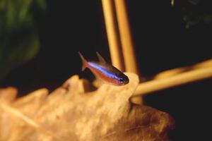 Red blue neon in aquarium. Wood sticks with dry leaf on background. photo