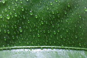 Green leaf surface texture with water drops. Nature floral background. Organic botanical beauty macro closeup. photo