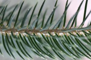 Coniferous tree branch covered with drops of morning dew. Nature floral background. Organic botanical beauty macro closeup. photo