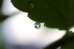 A drop of water hangs from a green leaf. Nature floral background. Organic botanical beauty macro closeup. photo