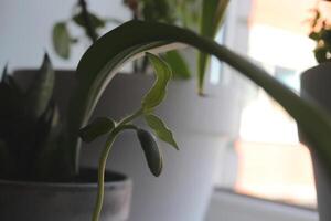Green plants on the windowsill. Green leaf texture. Nature floral background. Organic botanical beauty macro closeup. photo