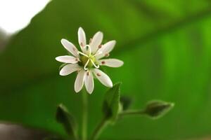 Stellaria Graminea beauty nature floral background. Lesser Stitchwort organic botanical macro closeup. photo