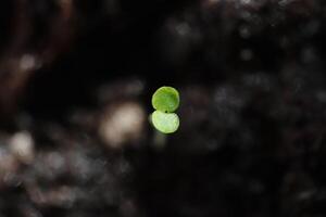 Little green sprout background. Macro closeup. photo