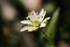 Stellaria Graminea beauty nature floral background. Lesser Stitchwort organic botanical macro closeup. photo