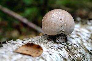 Mushroom grows from a birch trunk. Green leaf texture. Nature floral background. Organic botanical beauty macro closeup. photo