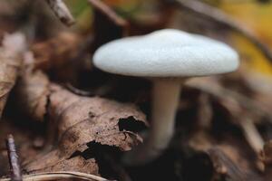 Mushroom in the forest. Green leaf texture. Nature floral background. Organic botanical beauty macro closeup. photo