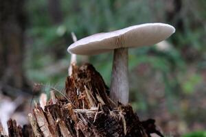 A large mushroom grows on a rotten stump. Green leaf texture. Nature floral background. Organic botanical beauty macro closeup. photo