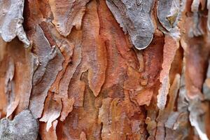 Pine tree bark. Green leaf texture. Nature floral background. Organic botanical beauty macro closeup. photo